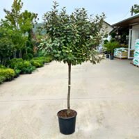 Eleagnus Ebbingel Copac - Pepiniera Sosa