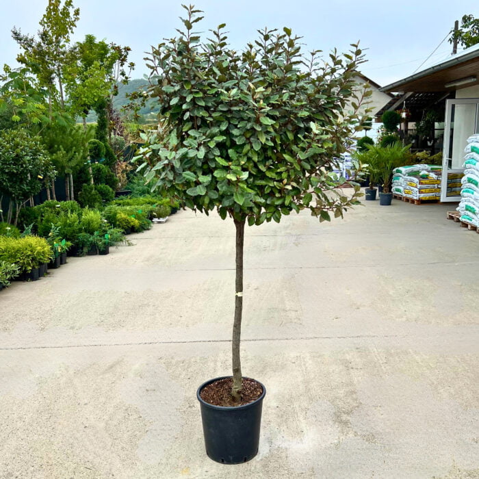 Eleagnus Ebbingel Copac - Pepiniera Sosa