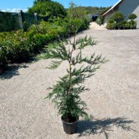 Cupressocyparis Leylandii la ghiveci