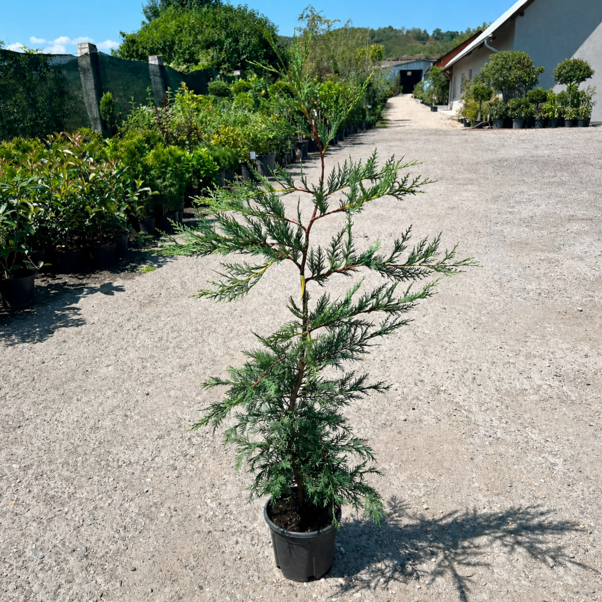 cupressocyparis-leylandii (2) Cupressocyparis Leylandii la ghiveci - imagine 1