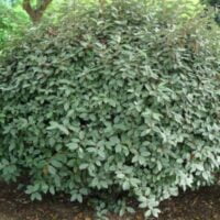 Eleagnus Ebbingel Compacta - Pepiniera Sosa