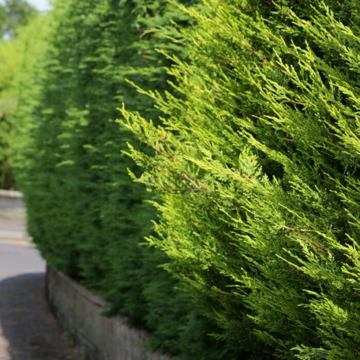👉️ Transformați grădina într-un paradis verde cu Leylandii răsad! Creștere rapidă și adaptabilitate în orice condiții. Cumpărați acum! 🌿🛒
