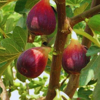 Descoperiți frumusețea și culoarea Smochinului Roşu! Produce fructe spectaculoase 🤩 și gustoase.👌 Cumpără-l acum! 🛒