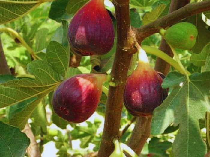 Descoperiți frumusețea și culoarea Smochinului Roşu! Produce fructe spectaculoase 🤩 și gustoase.👌 Cumpără-l acum! 🛒