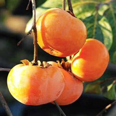 Oportunitate de a vă bucura de diversitatea fructelor exotice! Plantați Kaki Tone Wase și profitați de avantajele sale!👍