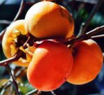 Descoperă Kaki Ciocolatino cu fructe exotice, de vigoare mediu-ridicată! Cumpără acum pentru un an productiv cu fructe mari!🤩