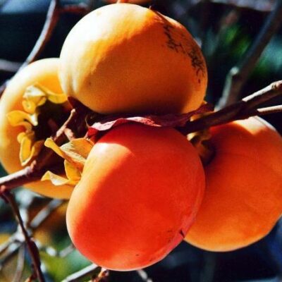 Descoperă Kaki Ciocolatino cu fructe exotice, de vigoare mediu-ridicată! Cumpără acum pentru un an productiv cu fructe mari!🤩