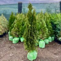 Adaugă culoare și textură în grădina ta cu tuia Smaragd! Aspectul său compact și coroana densă aduc un plus de eleganță. Comandă acum! 🌿🛒