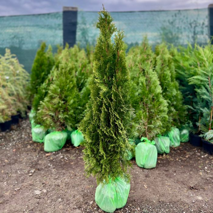 Tuia Smaragd - Coniferul cu crestere lenta si frunzis compact 🌿 Adaugă culoare și textură în grădina ta cu tuia Smaragd! Aspectul său compact și coroana densă aduc un plus de eleganță. Comandă acum! 🌿🛒