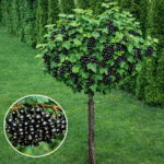 Coacăz Negru cu port înalt; Alegerea perfectă pentru grădina ta. Bucură-te de fructe bogate în vitamine și antioxidanți. Comandă acum! 🌿🛒