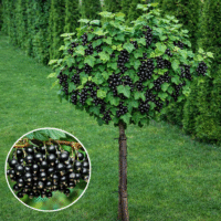 Coacăz Negru cu port înalt; Alegerea perfectă pentru grădina ta. Bucură-te de fructe bogate în vitamine și antioxidanți. Comandă acum! 🌿🛒