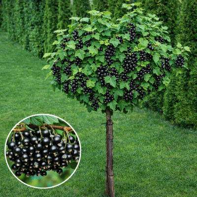 Coacăz Negru cu port înalt; Alegerea perfectă pentru grădina ta. Bucură-te de fructe bogate în vitamine și antioxidanți. Comandă acum! 🌿🛒