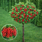 Coacăz Roșu cu port înalt - este o alegere excelentă pentru cei care caută o plantă rezistentă, ușor de întreținut și cu recolte bogate și constante.😍