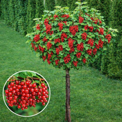 Coacăz Roșu cu port înalt - este o alegere excelentă pentru cei care caută o plantă rezistentă, ușor de întreținut și cu recolte bogate și constante.😍