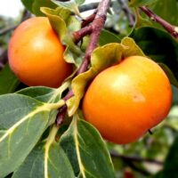 Pomul fructifer Kaki Sharon va transforma grădina ta! Rezistentă la minime de -16°C, fructe galben-portocalii bogate în vitamine. Descoperă magia!