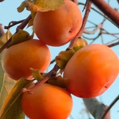 Experimentați gustoasa Kaki Rosseyanka! Un singur exemplar este suficient pentru a obține măreția recoltelor!😊 Descoperiți astăzi fructele Kaki Rosseyanka!