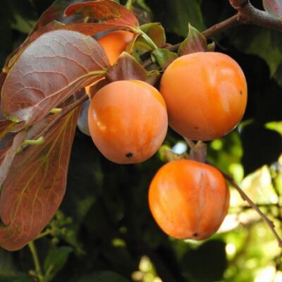 Gustați fructele exotice Kaki Vaniglia! Fie că temperaturile sunt de -20°C sau chiar mai reci, acest Pom Fructifer rezistă. 💪✨ Încercați-l acum! 🤩