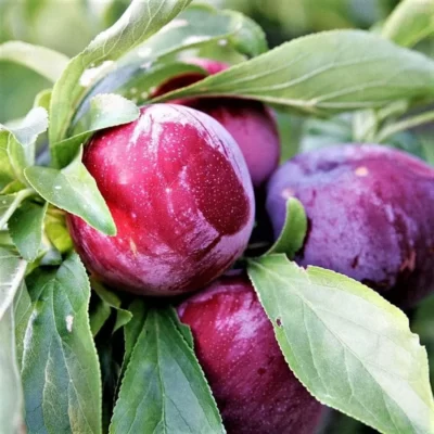 Descoperă 👉️ Pom Fructifer Prun Fortune, un soi Japonez extraordinar de căutat! Fructe delicioase de dimensiunea unei nectarine! Comandă acum! 🌳