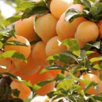 Prun Japonez Shiro: este un soi autofertil, capabil să producă fructe fără nevoia de polenizare. Fructele sale galbene sunt adevărate bijuterii în grădină.🌟