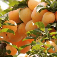 Prun Japonez Shiro: este un soi autofertil, capabil să producă fructe fără nevoia de polenizare. Fructele sale galbene sunt adevărate bijuterii în grădină.🌟