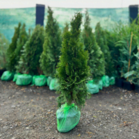 Înfrumusețează-ți grădina cu Tuia Smaragd, un conifer cu creștere lentă și formă piramidală. Asigură-i întotdeauna un aspect plăcut și îngrijit. 🌿🛒
