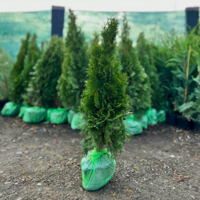 Înfrumusețează-ți grădina cu Tuia Smaragd, un conifer cu creștere lentă și formă piramidală. Asigură-i întotdeauna un aspect plăcut și îngrijit. 🌿🛒