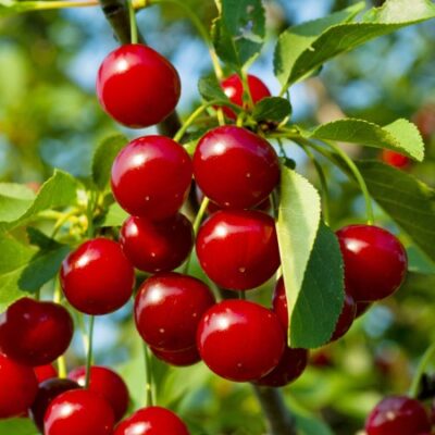 Descoperă Vișin Meteor, un soi cu fructe delicioase de culoare roșie vișinie și pulpa dulce acidulată. Rezistent la îngheț și boală. Cumpără acum! 🍒🛒