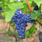 Viță de vie Merlot (de vin) 🟢 o alegere deosebită pentru iubitorii de vinuri de calitate. Această varietate are o productivitate abundentă și constantă!😍