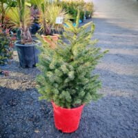 👉️ Molid Argintiu: Adesea cultivat ca arbore ornamental în parcuri, grădini și aliniamente stradale, datorită frumuseții sale.Comandă acum! 🌲🛒