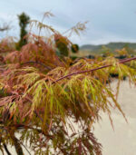 Arțar Palmatum Dissectum Orangeola la ghiveci - imagine 3