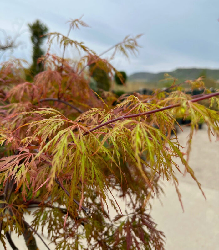 Arțar Palmatum Dissectum Orangeola la ghiveci - imagine 3