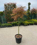 Arțar Palmatum Dissectum Orangeola la ghiveci - imagine 2