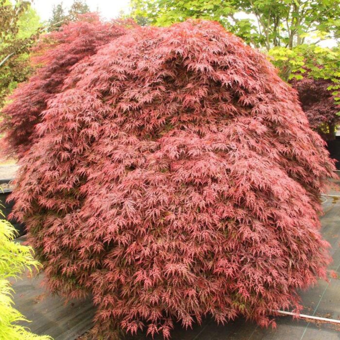 artar-japonez-orangeola-cu-frunzis-portoicaliu-caramel-420257 Arțar Palmatum Dissectum Orangeola la ghiveci - imagine 1