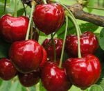 Cires Biggareau Burlat are fructe de dimensiuni mari, rotunde și de o culoare roșie intensă. Nu rata si comandă la acum! 🛒