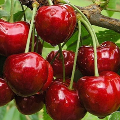 Cires Biggareau Burlat are fructe de dimensiuni mari, rotunde și de o culoare roșie intensă. Nu rata si comandă la acum! 🛒