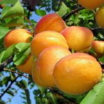 Cais C.M.B.U - autenticitatea Ungariei într-o mușcătură suculentă. Delicios și proaspăt, un adevărat regal gustativ! Încearcă-l acum!👌