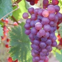 Încearcă Ceasla Rose (Cheasla) și lasă-te încântat de nuanțele de roz-violet și gustul său delicios. Un soi de struguri perfect pentru a te răsfăța! 🤩