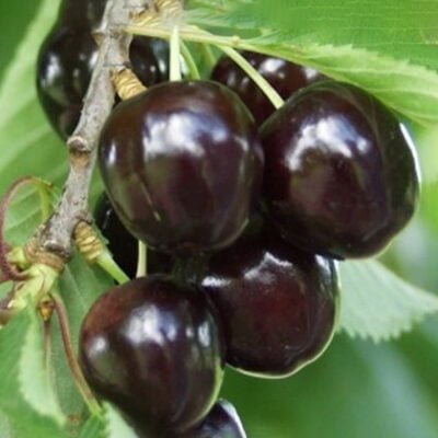 Descoperă - Pom fructifer Cireș Negru! 🍒 Fructele mari și dulci cu aromă sunt croite pentru tine. 👌 Cumpără acum!