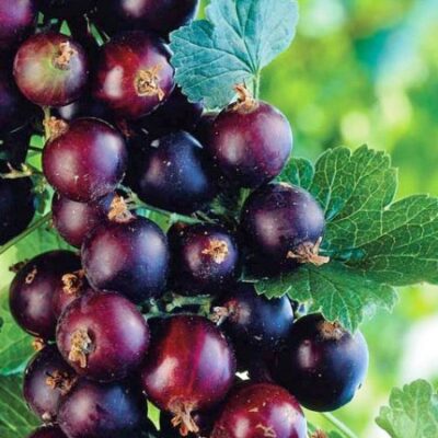 Descoperă - Jostă cu port înalt Hibrid (coacăz și agriș) - o combinație perfectă între coacăze negre și agrișe. Alege acest soi unic pentru grădina ta! 🤩