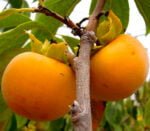 Soiul Kaki Tipo este adaptabil la orice tip de sol și se bucură de recolte abundente în soluri bine drenate. Cultivați-vă propriul Kaki delicios! 🌿🛒