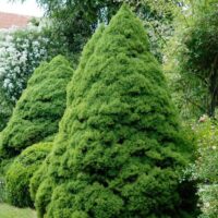 Picea Pungens Conica
