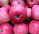 Descoperă soiul de măr 👉️ Măr Red Melba, cu fructe mari și pulpa albă. Rezistență la boli și dăunători. Comandă acum! 🍎🛒