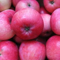 Descoperă soiul de măr 👉️ Măr Red Melba, cu fructe mari și pulpa albă. Rezistență la boli și dăunători. Comandă acum! 🍎🛒