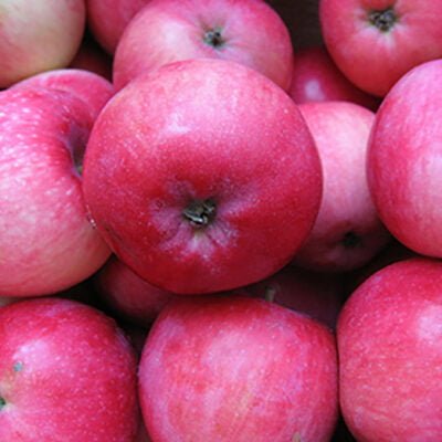 Descoperă soiul de măr 👉️ Măr Red Melba, cu fructe mari și pulpa albă. Rezistență la boli și dăunători. Comandă acum! 🍎🛒