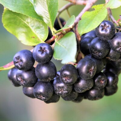 Aronia Nero port înalt - soi foarte productiv, nu are nevoie de întreținere deosebită.👌Fructele conțin: antioxidanți, vitamine, acid folic și minerale.😍