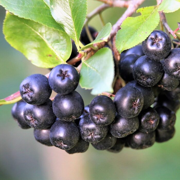 Aronia Nero port înalt - Pepiniera Șoșa Aronia Nero port înalt - soi foarte productiv, nu are nevoie de întreținere deosebită.👌Fructele conțin: antioxidanți, vitamine, acid folic și minerale.😍