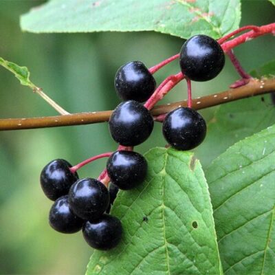 Bucură-te de flori albe și fructe negre delicioase cu Arbust fructifer Prunus Padus Mălin. Cu creștere rapidă și înălțime de 10-15m îți aduce natura acasă🤗
