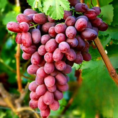 Încearcă 👉️ Viță de vie Crimson (de masă) - cărnoși, crocanți și dulci, fără sâmbur.i Se dezvoltă foarte bine și oferă o productivitate mare. Alege acum!😍