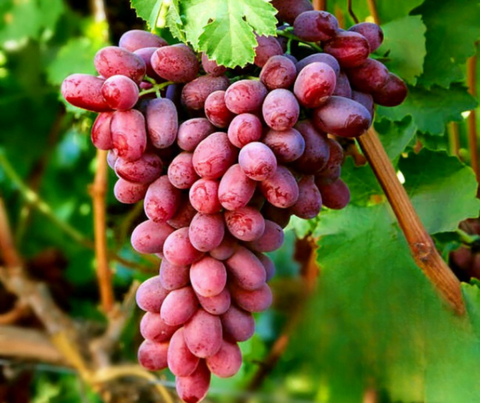 Viță de vie Crimson (de masă) - Pepiniera Sosa Încearcă 👉️ Viță de vie Crimson (de masă) - cărnoși, crocanți și dulci, fără sâmbur.i Se dezvoltă foarte bine și oferă o productivitate mare. Alege acum!😍