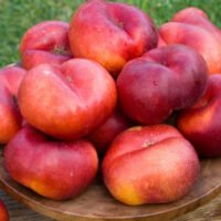Descoperiți 👉️ Pom Fructifer Nectarin plat! Plantați acum și o să aveți parte de fructe dulci și sănătoase! 🤩 Nu ezitați!